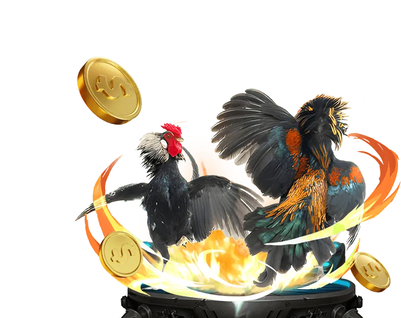 Gà Chọi Thái Lan